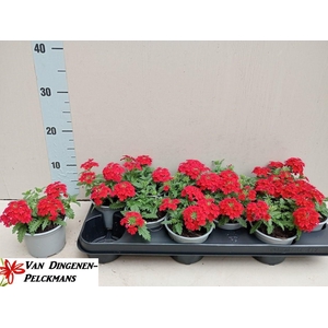 VERBE LASCAR RED