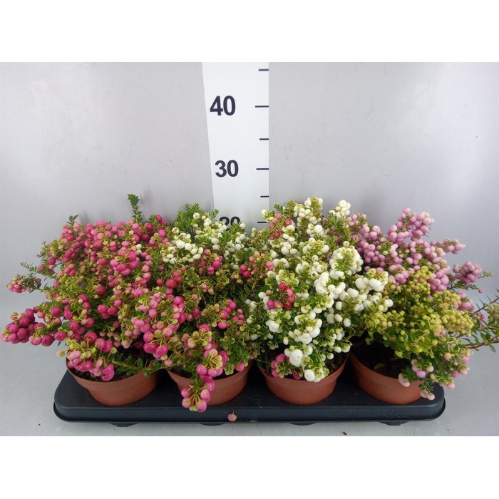 <h4>Gaultheria mucronata</h4>
