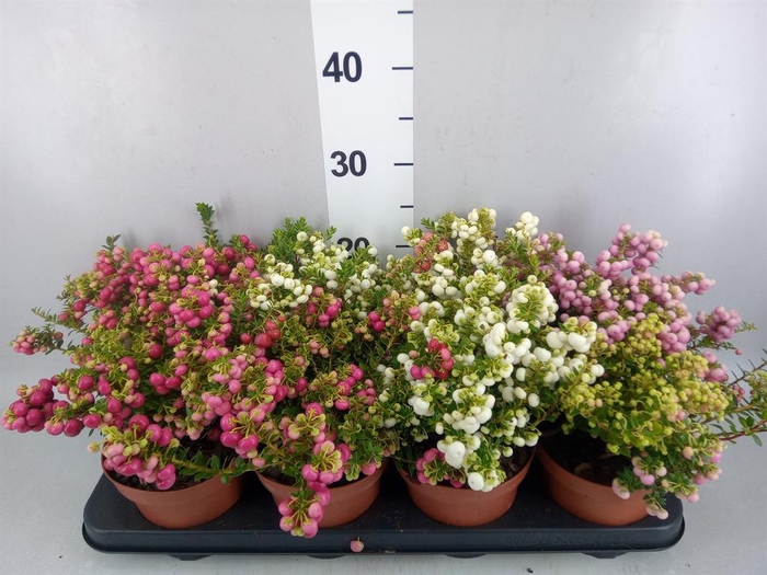 Gaultheria mucronata