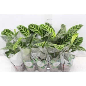 CALATHEA ZEBRINA P12