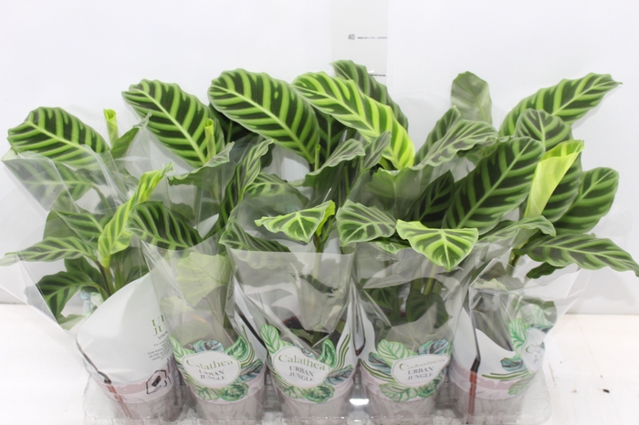 <h4>CALATHEA ZEBRINA P12</h4>