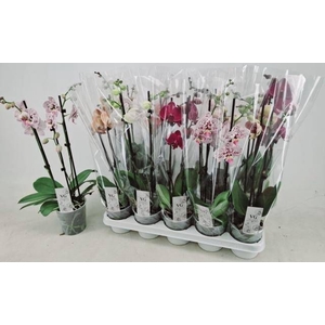 PHAL GEM