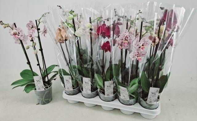 <h4>PHAL GEM</h4>
