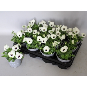 Viola cornuta F1 White with Blotch