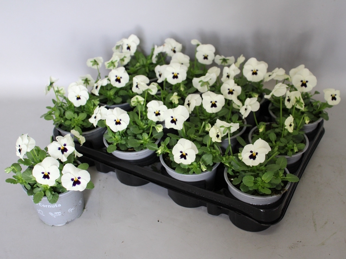 <h4>Viola cornuta F1 White with Blotch</h4>