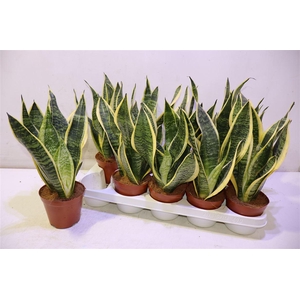 arr8 Sansev Futura Superb