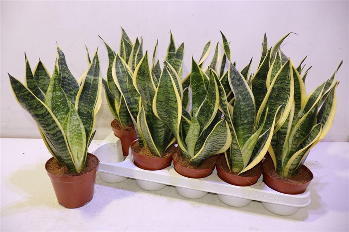 <h4>arr8 Sansev Futura Superb</h4>