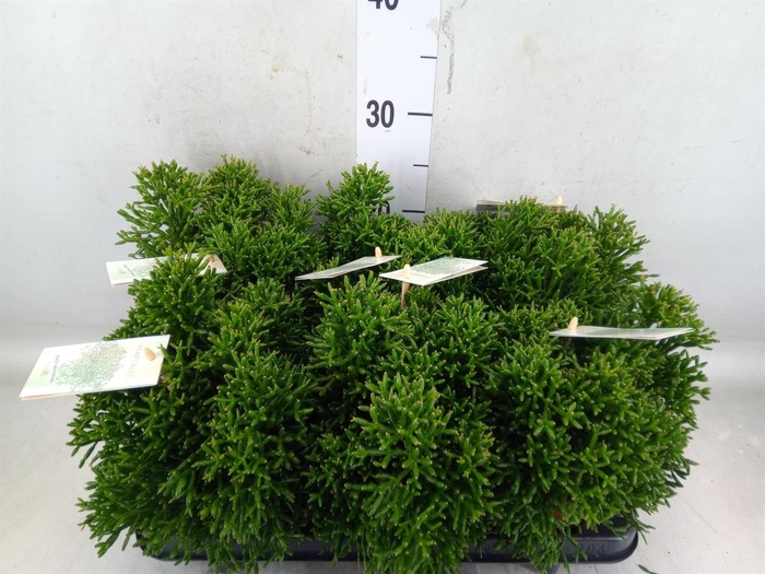 <h4>Rhipsalis   ...</h4>