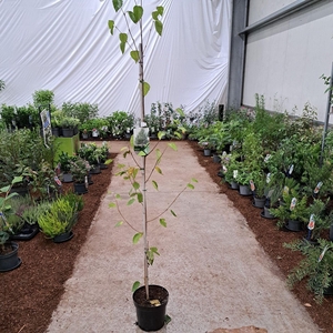 Betula utilis var. jacquemontii