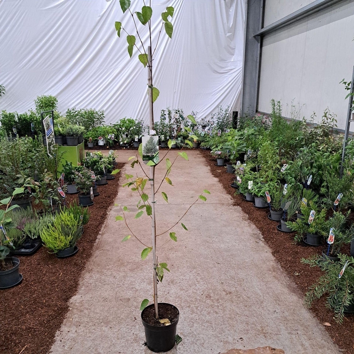 <h4>Betula utilis var. jacquemontii</h4>