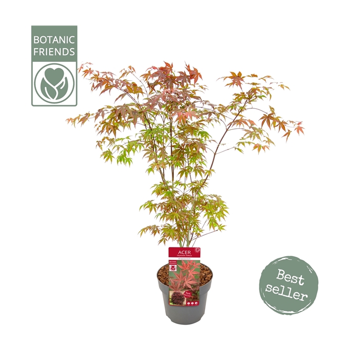 <h4>Acer palm. 'Atropurpureum'</h4>