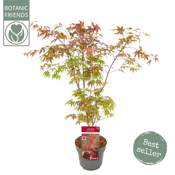 <h4>Acer palm. 'Atropurpureum'</h4>