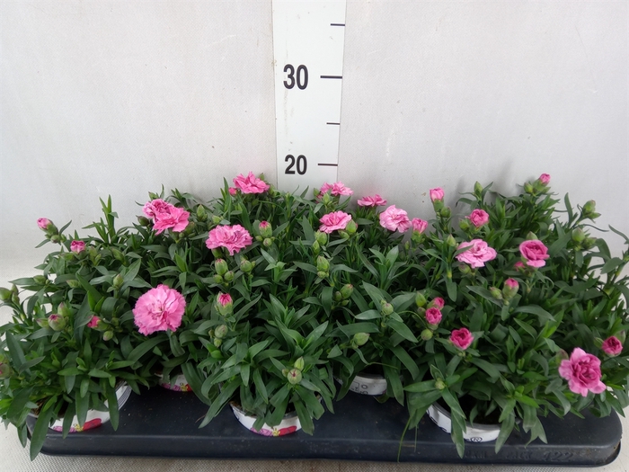 <h4>Dianthus  'Oscar Pink And Purple'</h4>