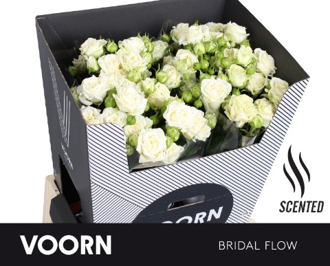 <h4>R TR BRIDAL FLOW 70cm</h4>