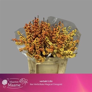Ilex Ve Mag Cresgold