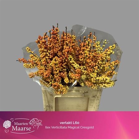 <h4>Ilex Ve Mag Cresgold</h4>