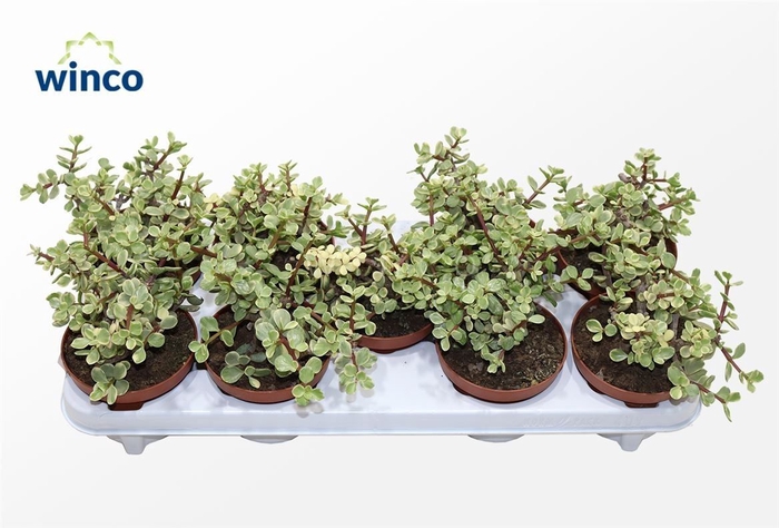 <h4>Crassula Afra Variegata</h4>