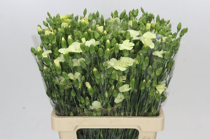 <h4>Dianthus Sp Solandis Blondfly</h4>