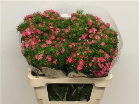 <h4>Di Barb Coral Pink</h4>