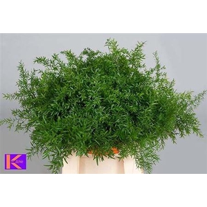 Asparagus densiflorus 'Cwebe'