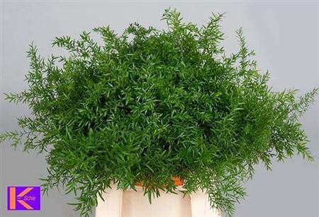 <h4>Asparagus densiflorus 'Cwebe'</h4>