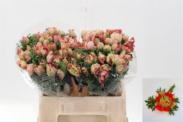 <h4>Anemone Fullstar Strawberry</h4>