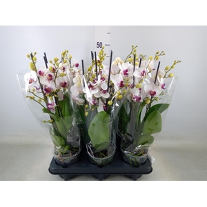 Phalaenopsis multi. 'FC Safe Haven'