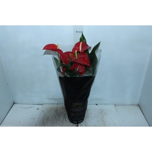 ANTHURIUM MICHIGAN P17 PREMIUM