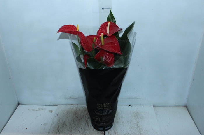 ANTHURIUM MICHIGAN P17 PREMIUM