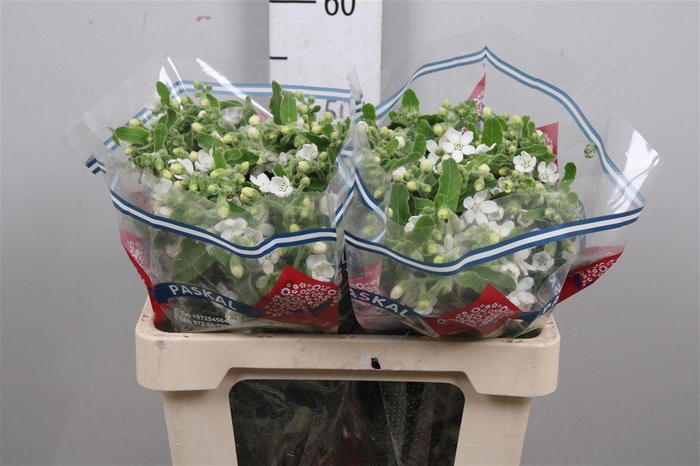 <h4>Oxy Co Alba</h4>