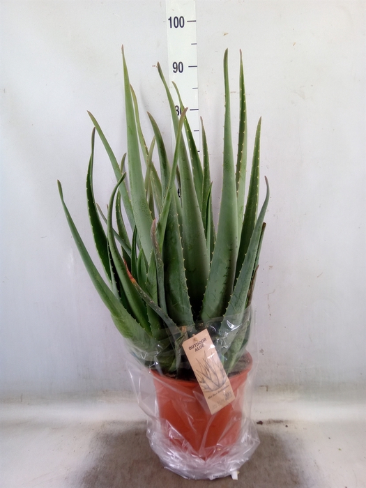 <h4>Aloe vera</h4>