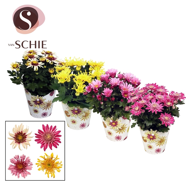 Ch Anemona Mix Potcover BLOOM