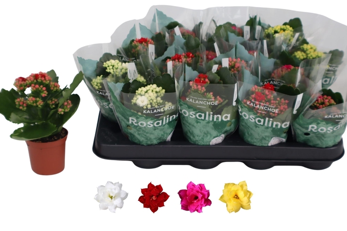 <h4>KAL GE RO GEM 4 KL</h4>