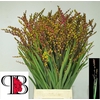 Crocosmia Klbl Met Bes
