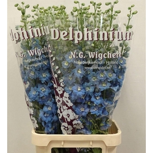 Delph Du Light Blue