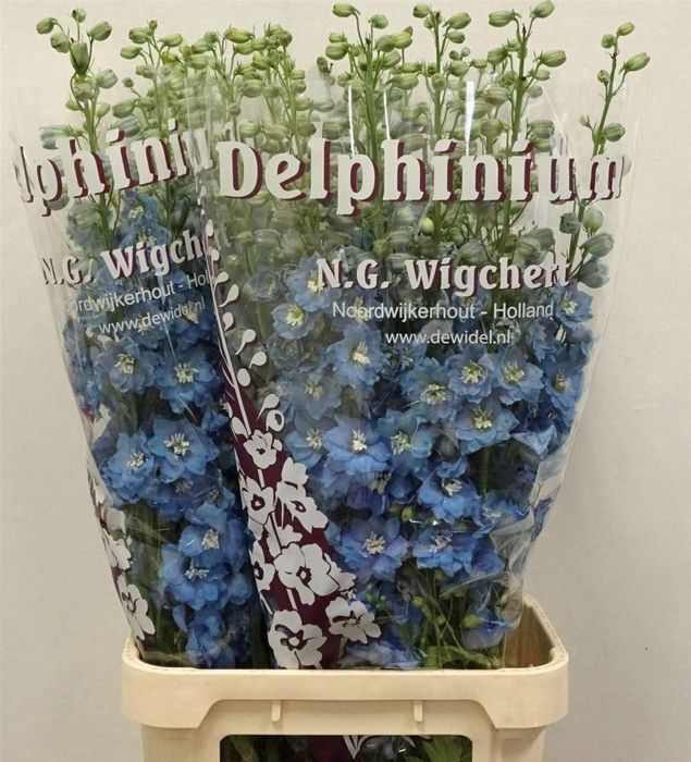 <h4>Delph Du Light Blue</h4>