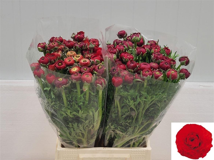 <h4>Ran Elegance Red</h4>