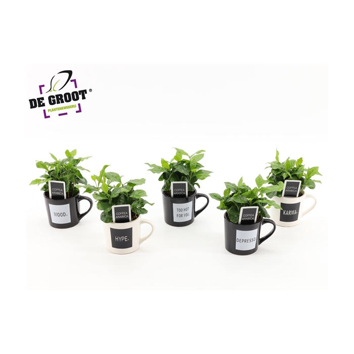 <h4>Coffea in koffiemok "Quotes"</h4>