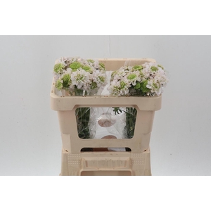 Scab At F Va B Scoop