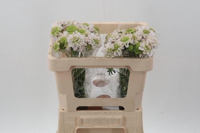 <h4>Scab At F Va B Scoop</h4>