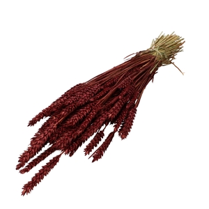 Droogbloem Tarwe 60-70cm