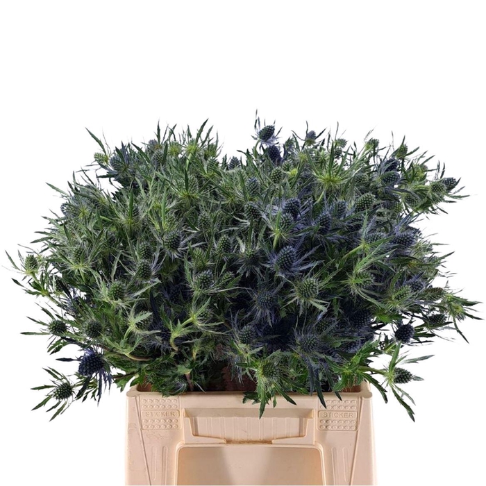 <h4>Eryngium Blue Lagoon</h4>