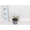 Overig 12 cm Corokia