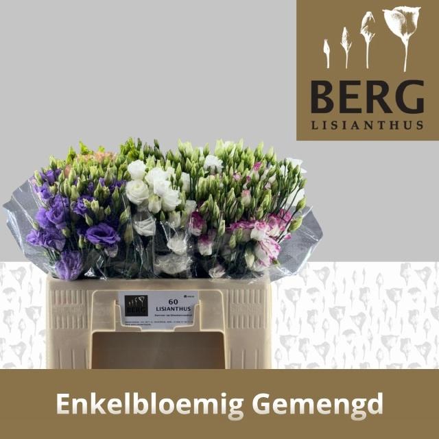 <h4>EUS G GEM IN FUST</h4>