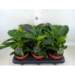 Philodendron  'Green Princess'