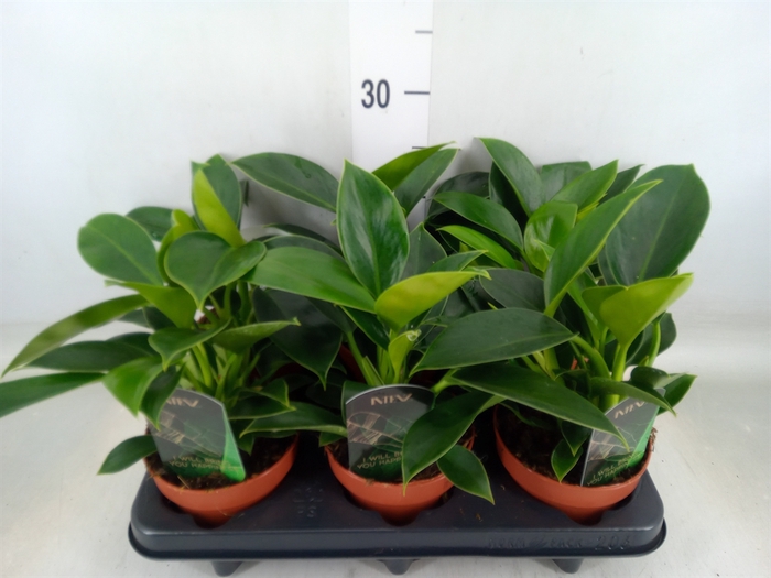 <h4>Philodendron  'Green Princess'</h4>