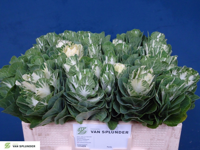 <h4>BRASS EMPIRE FEDORA</h4>