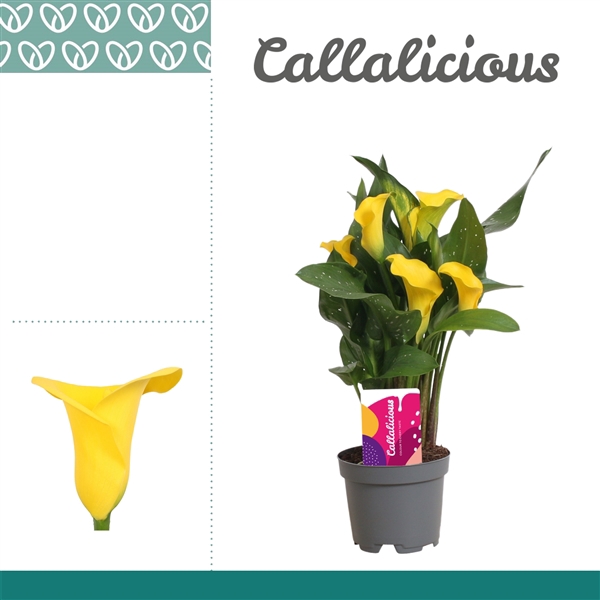 <h4>Zantedeschia Geel</h4>