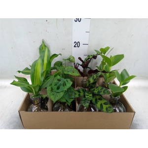 Planten  ..mix