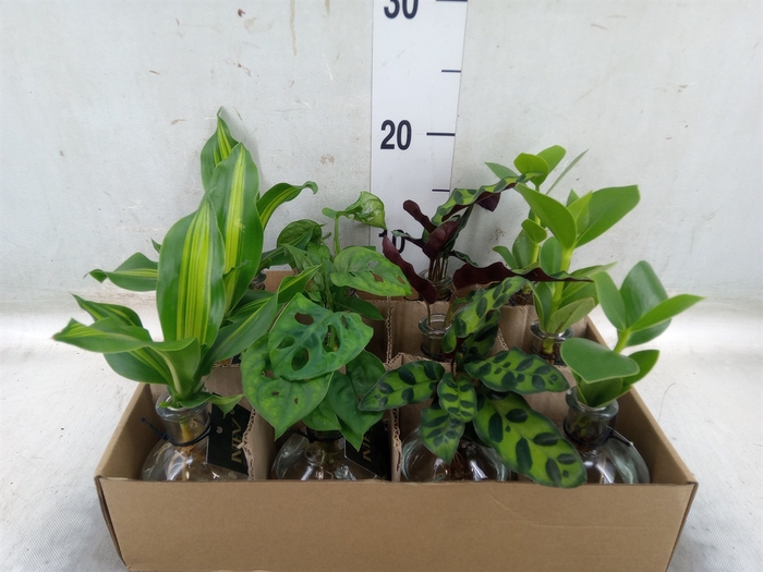 <h4>Planten  ..mix</h4>